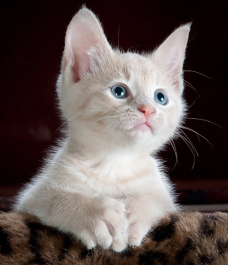 A picture of a kitten.